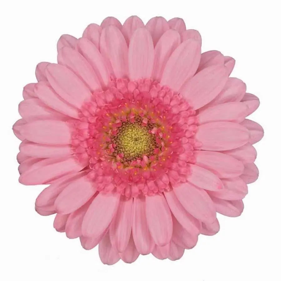 Germini Pinky