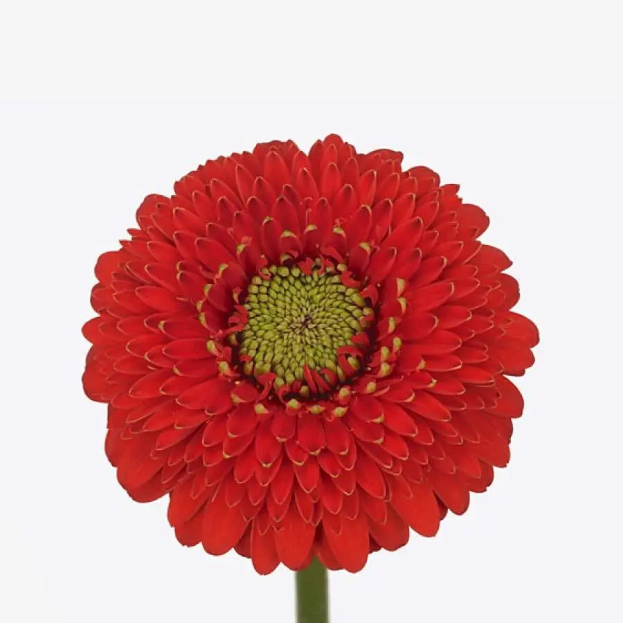 Germini Pomponi Amore