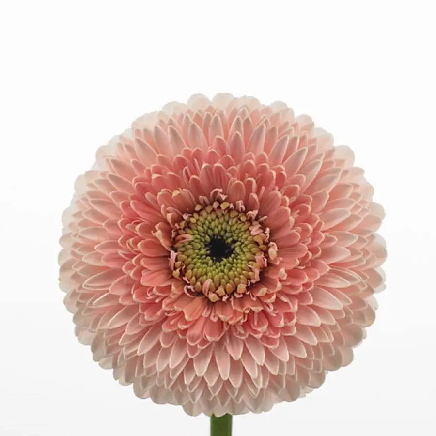 Mini Gerber Pomponi Belfi - 60 Stem Bunch - PetalDriven