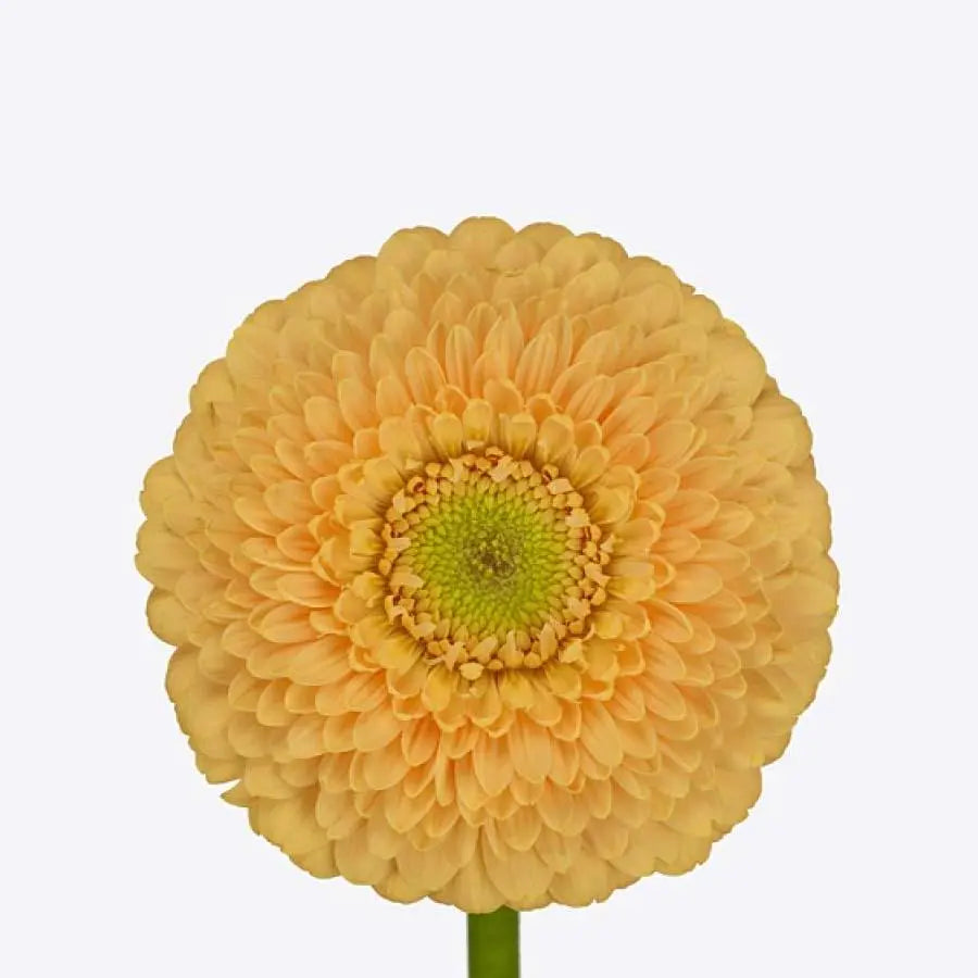 Germini Pomponi Peachy
