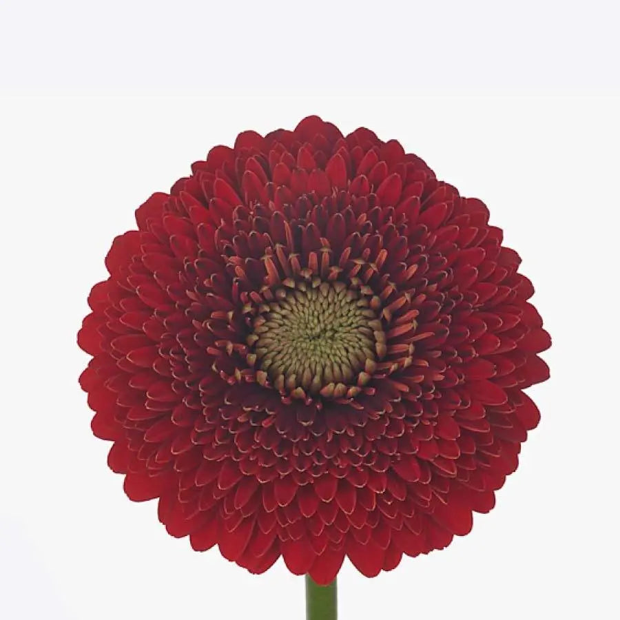 Germini Pomponi Red Light