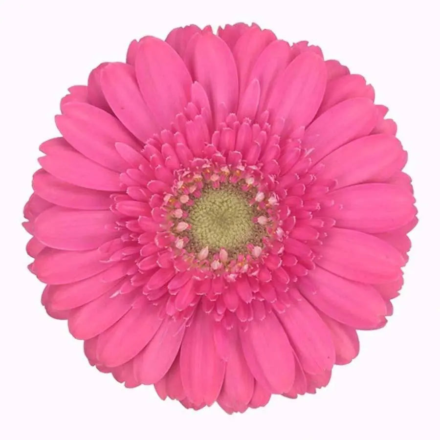Germini Scoop