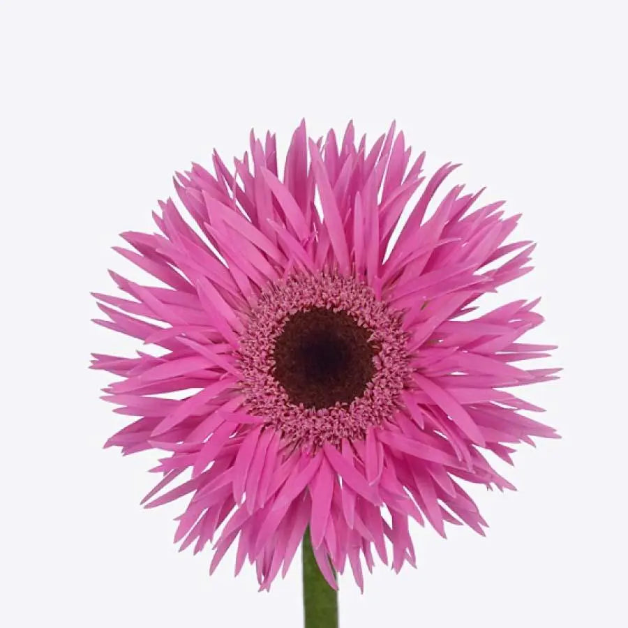 Germini Spider Bouquet