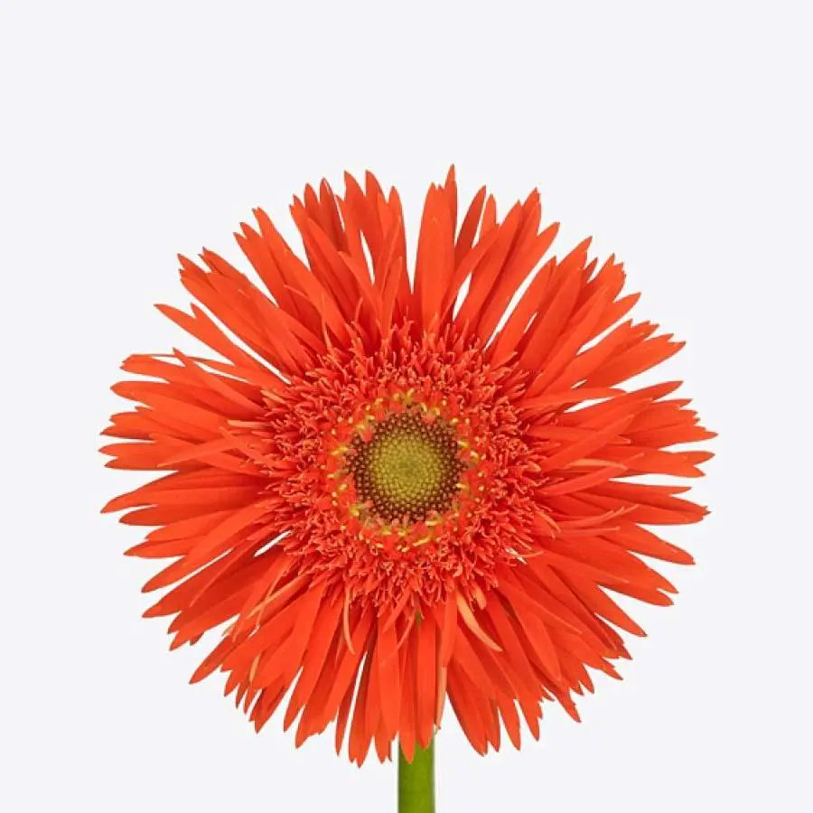 Germini (Mini Gerber Daisies) - PetalDriven – Tagged 