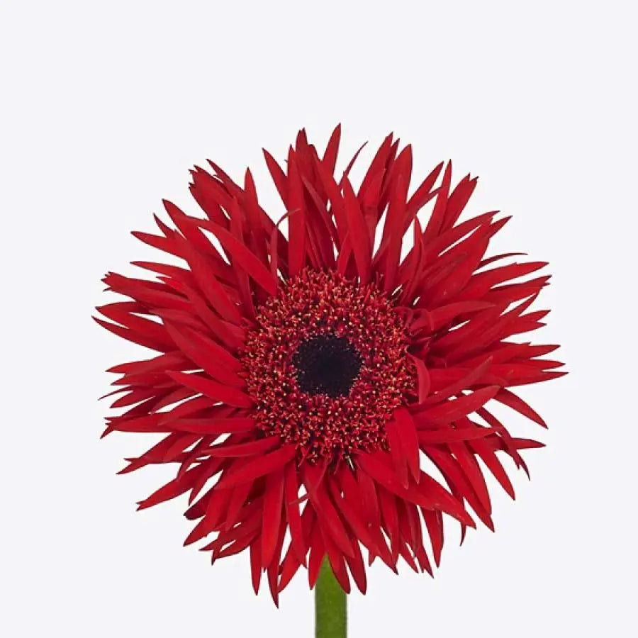 Germini Spider Larsson