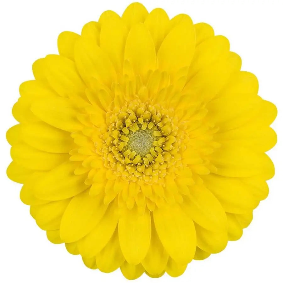 Germini Sundee