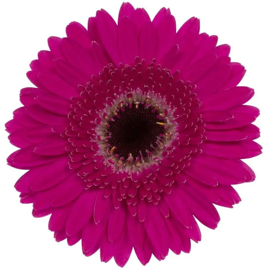 Germini Whisper