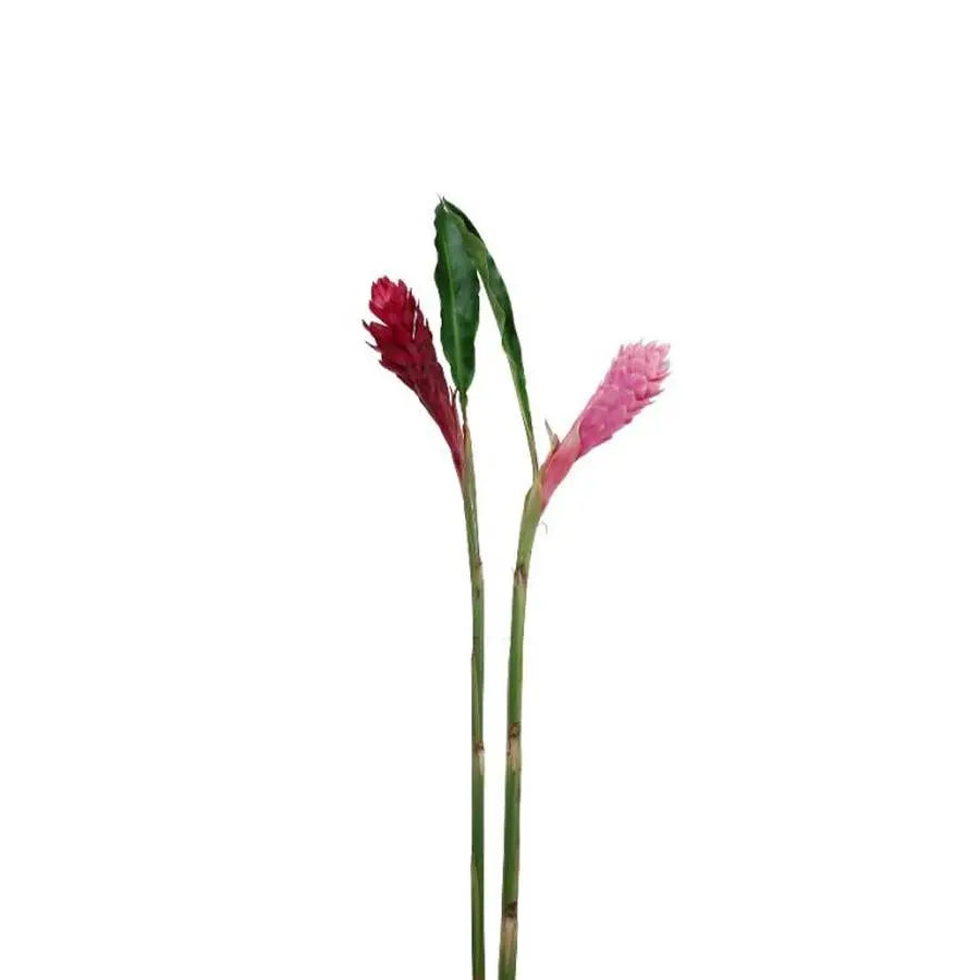 Ginger Large Pink and Red Combo Box - 40 Stem Box