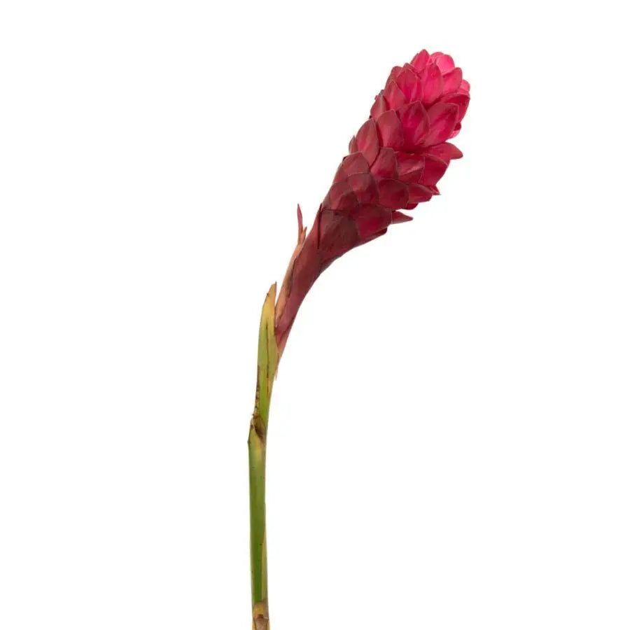 Ginger Red Large - 40 Stem Box