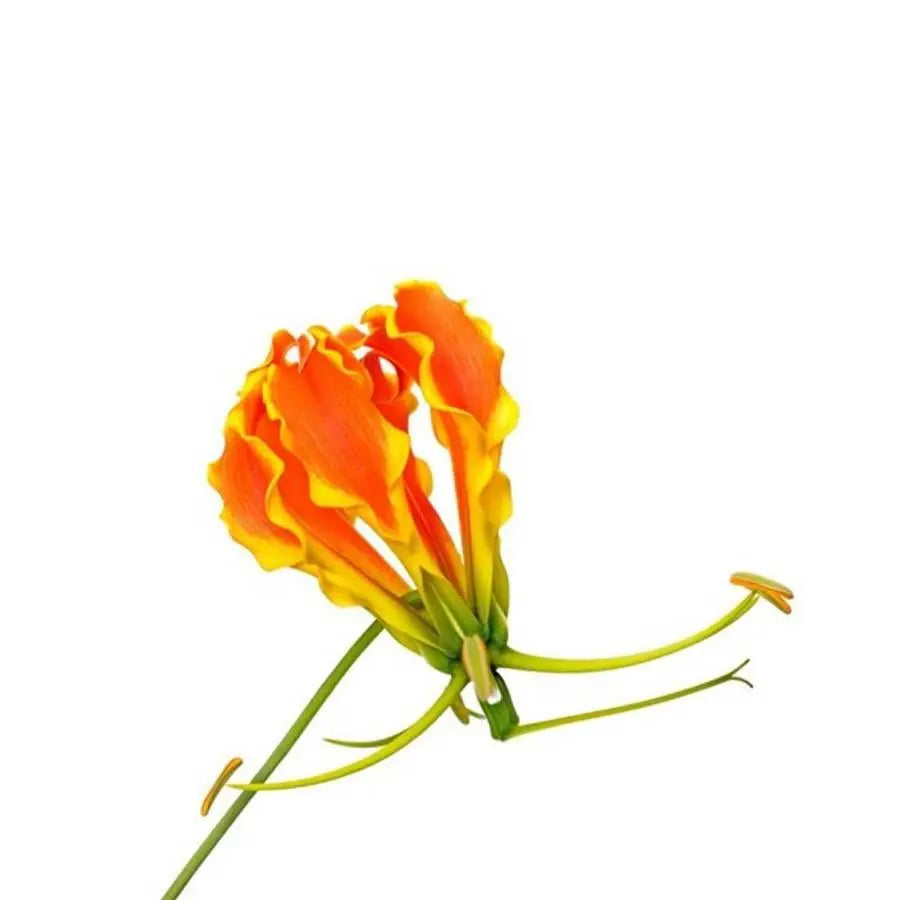 Gloriosa Short - Orange - 5 Stem Bunch