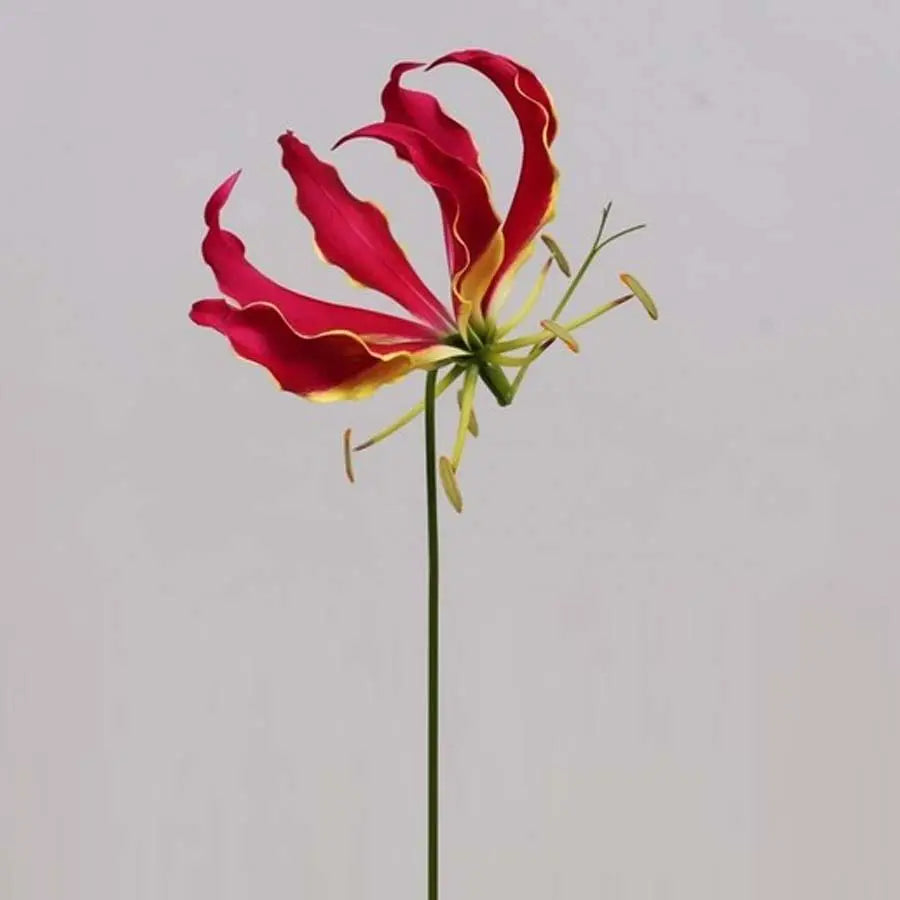 gloriosa lily flower Gloriosa Red - 10 Stem Bunch