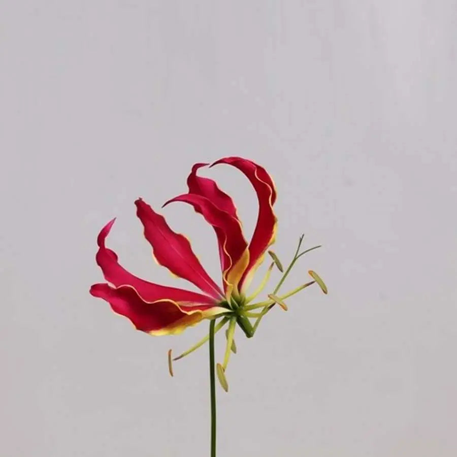 Gloriosa Short - Red - 5 Stem Bunch