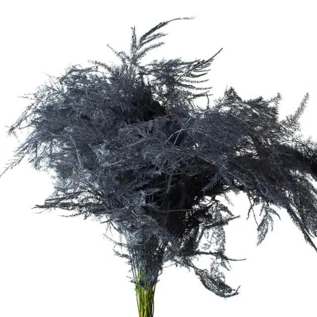 Asparagus Plumosa Painted - 50 Stem Bunch