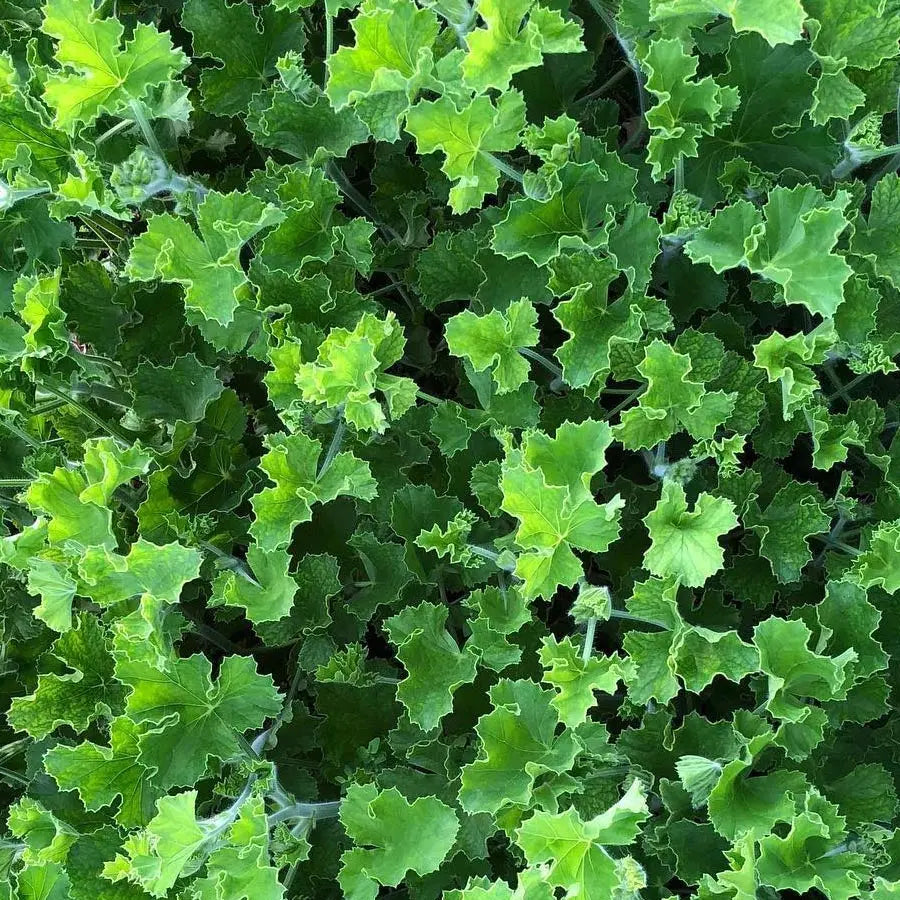 Green Geranium - 10 Bunch Box HDB