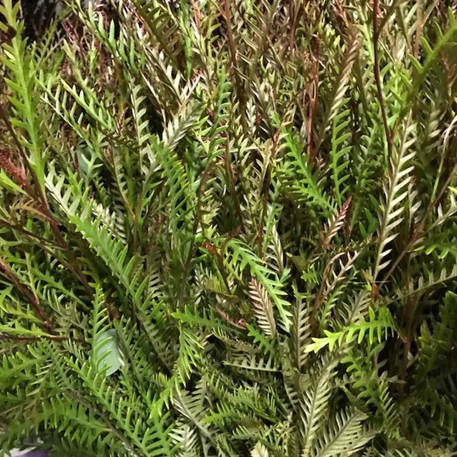 Grevillea - 5 Bunches