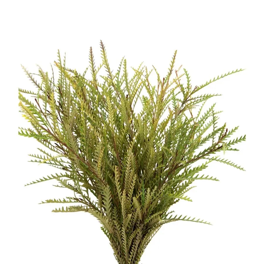 Grevillea Ivanhoe - 50 Stems Holex Dutch