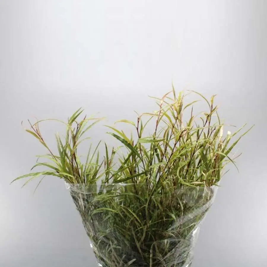 Grevillea Fine - 5 Bunches