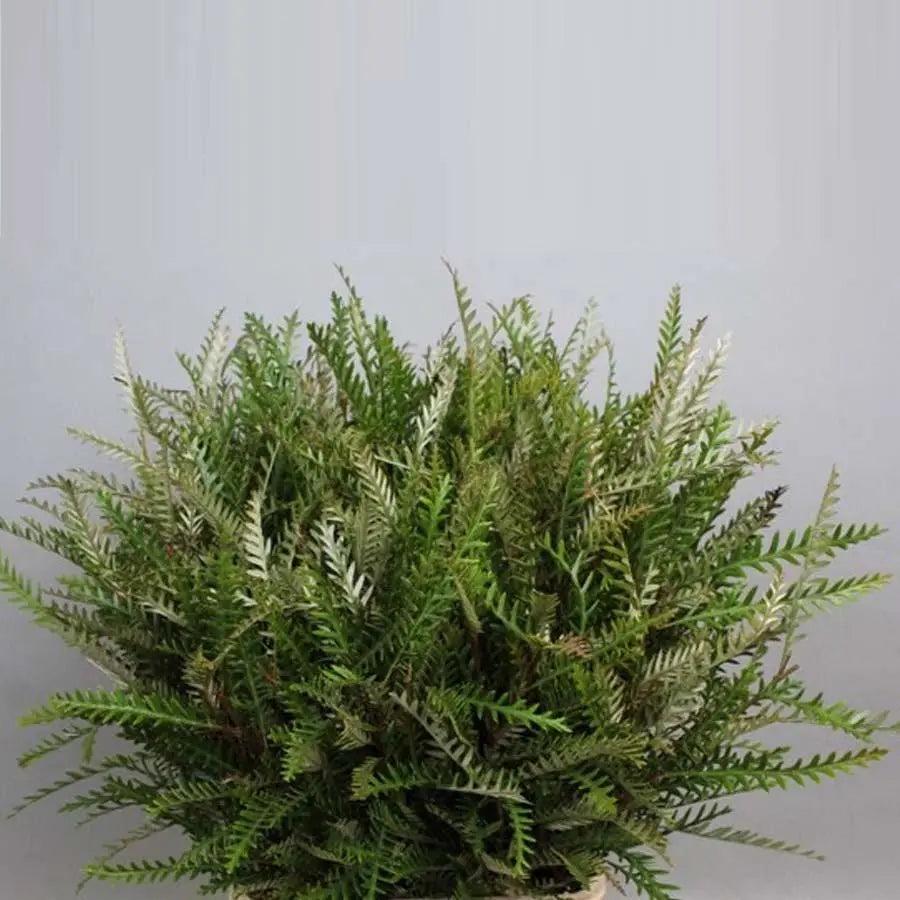 Grevillea Ivanhoe - 50 Stems