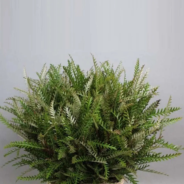 Grevillea Ivanhoe - 50 Stems