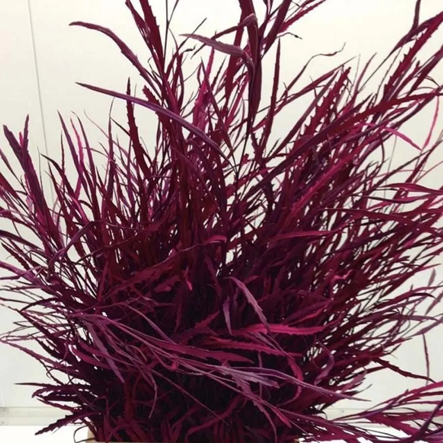 Grevillea Painted - 5 Bunches