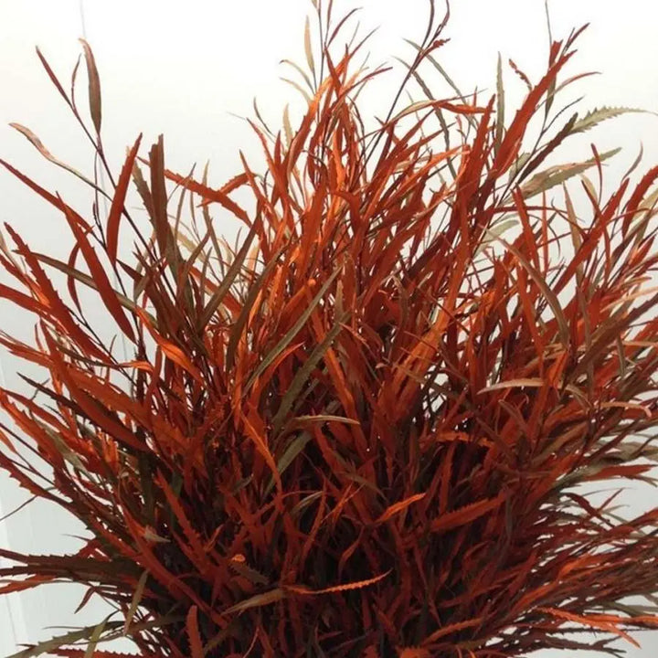 Grevillea Painted - 5 Bunches