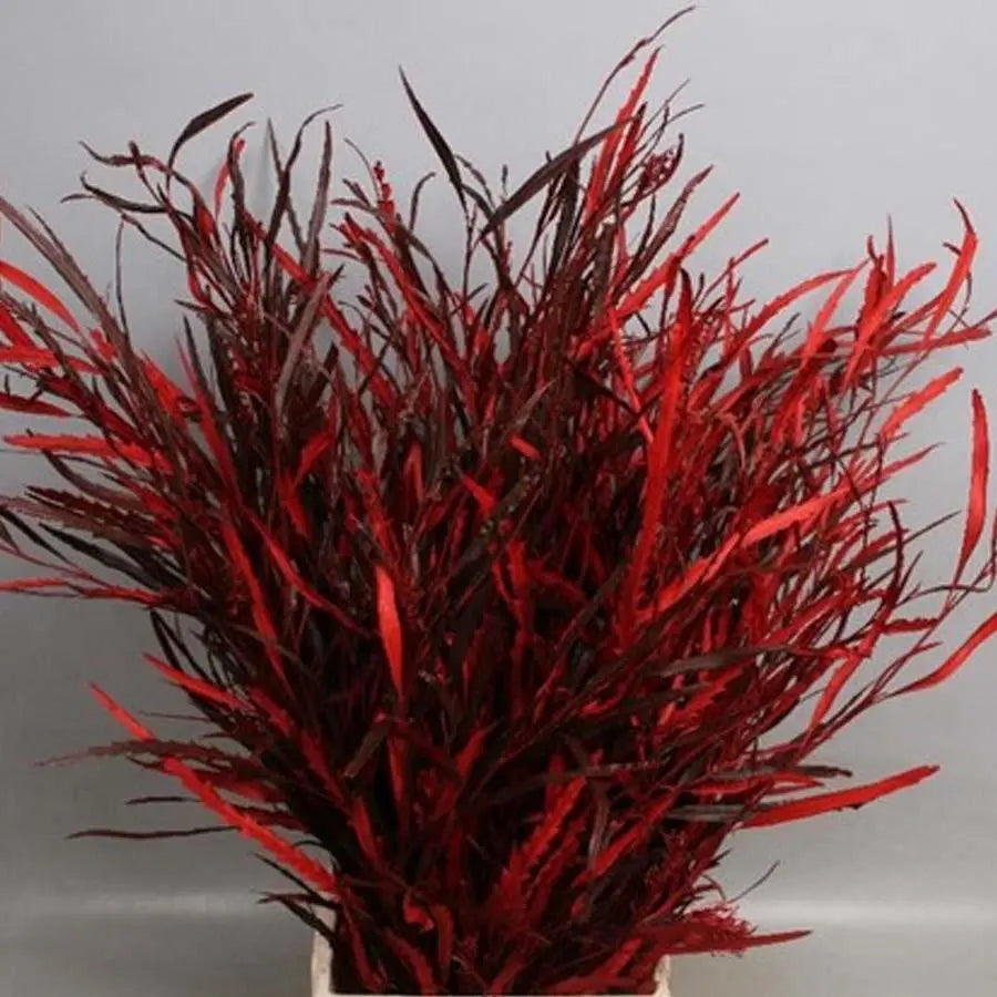 Grevillea Painted - 5 Bunches