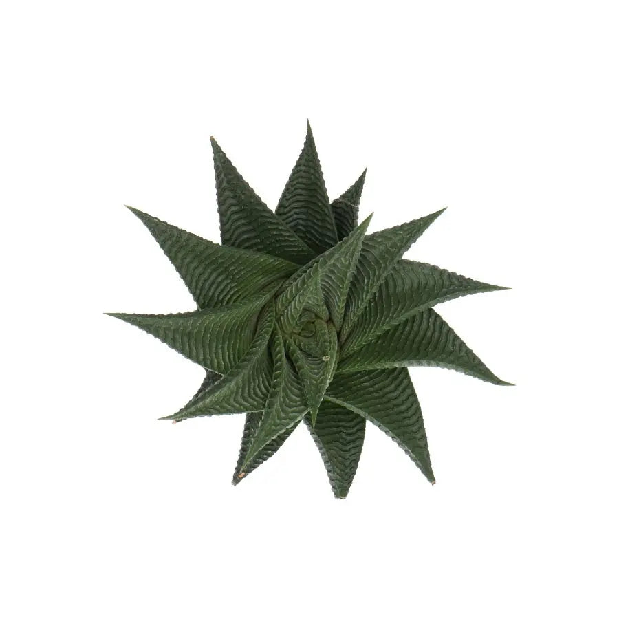 Haworthia Limifolia Twist - 16 Plants Holex Dutch