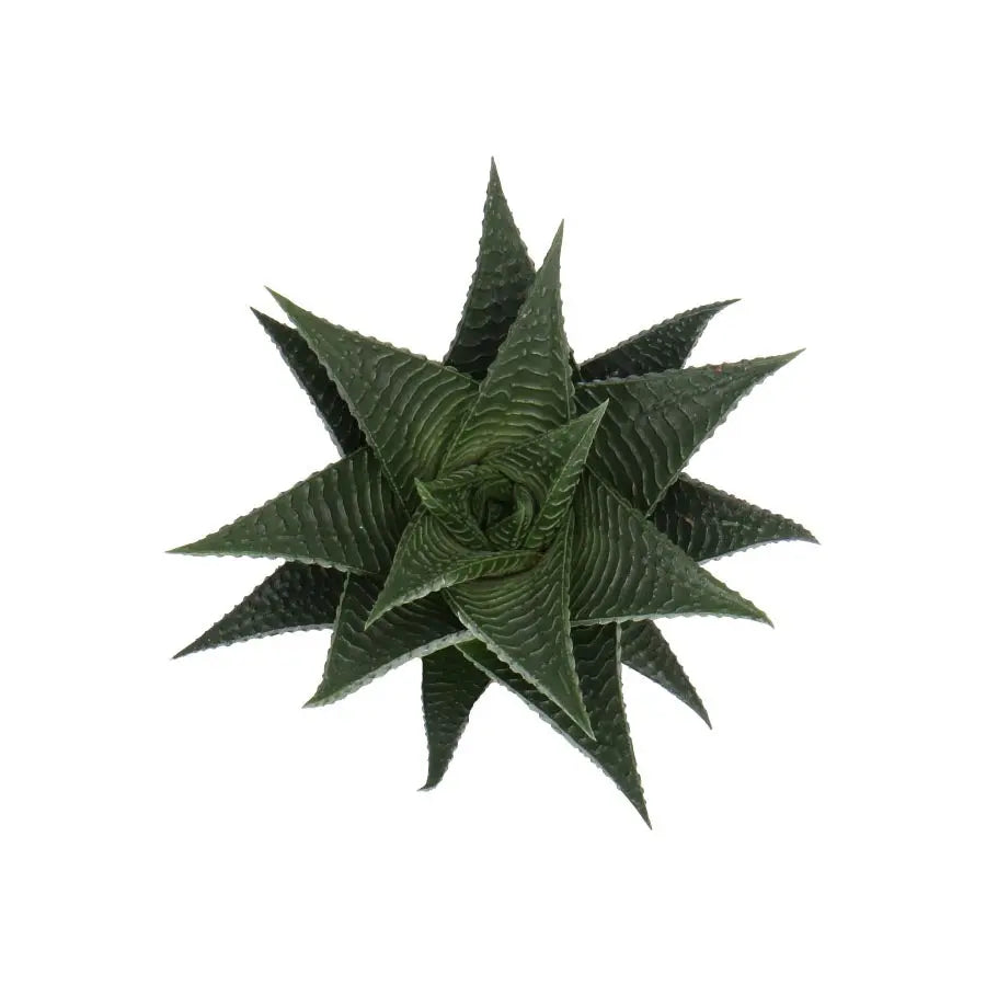 Haworthia Limifolia - 20 Plants Holex Dutch