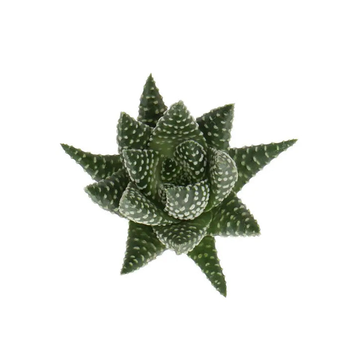 Haworthia Margaritifera Holex Dutch