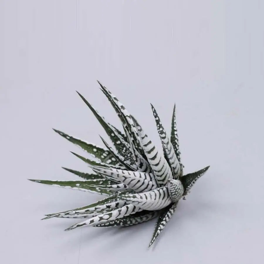 Haworthia Alba - 20 Plants