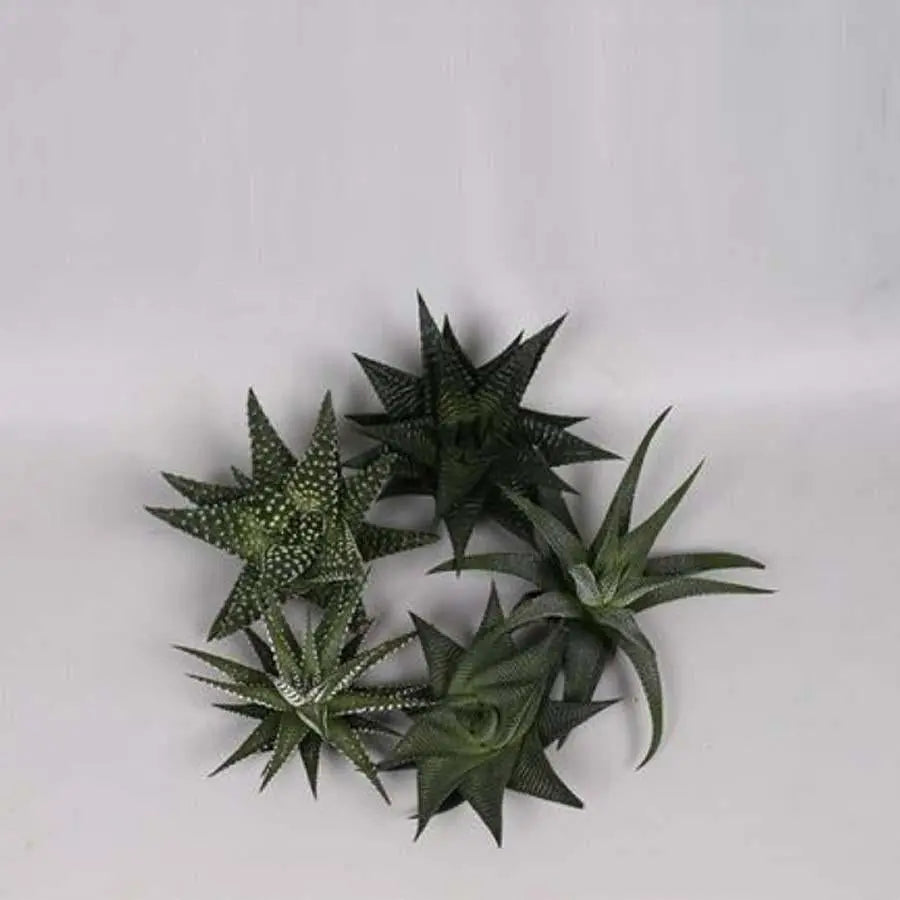 Haworthia Assorted