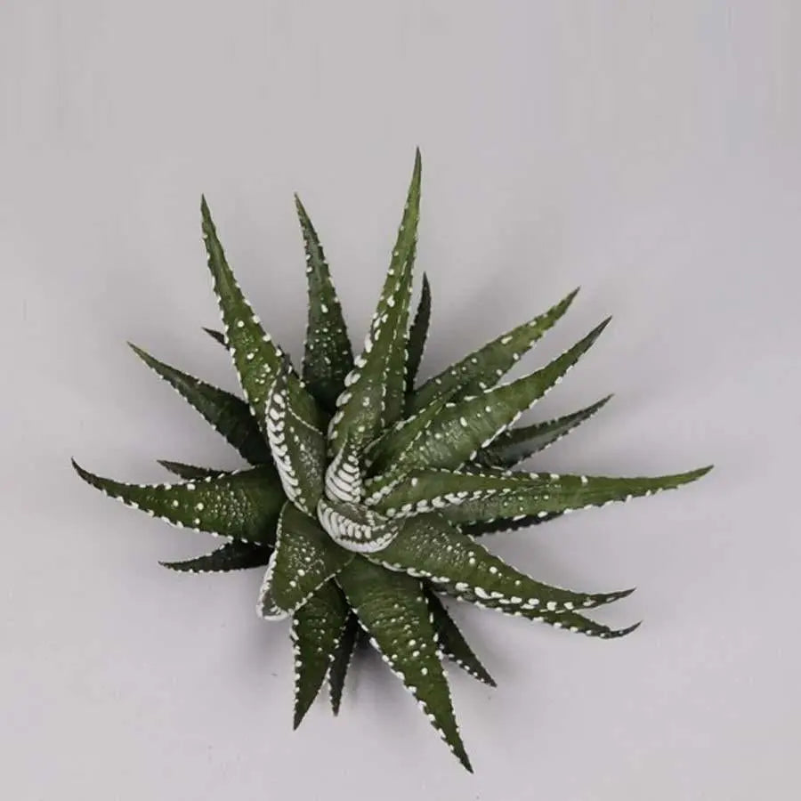 Haworthia Fasciata - 50 Plants