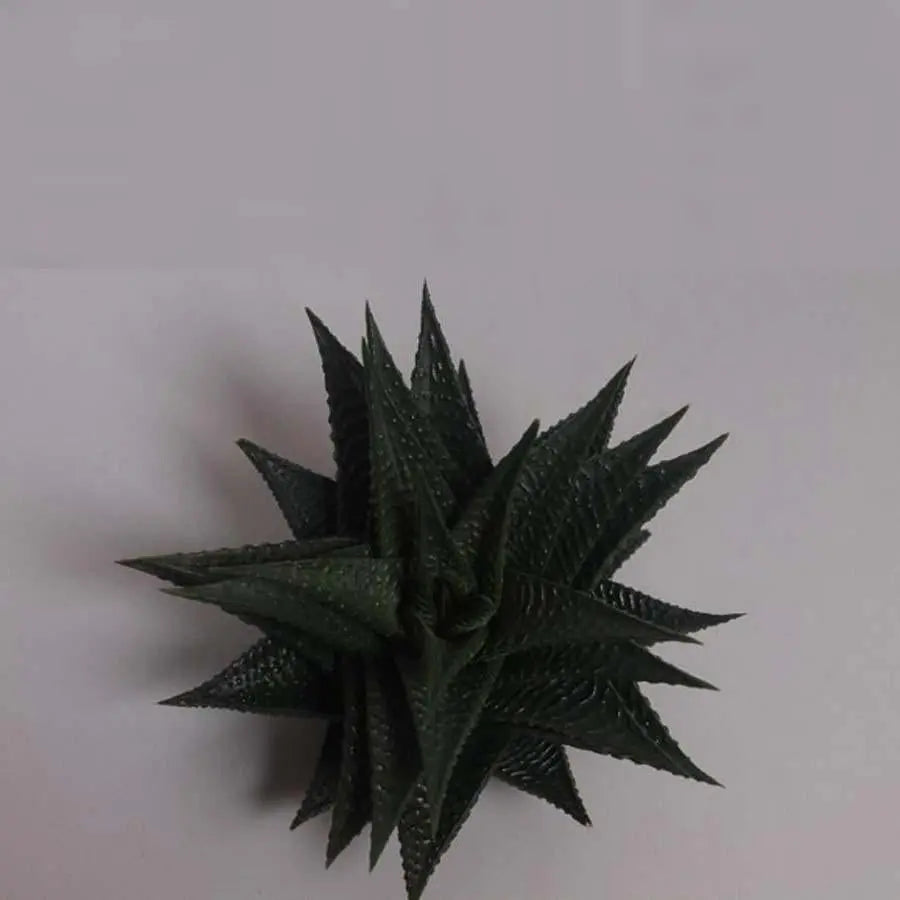 Haworthia Limifolia - 20 Plants