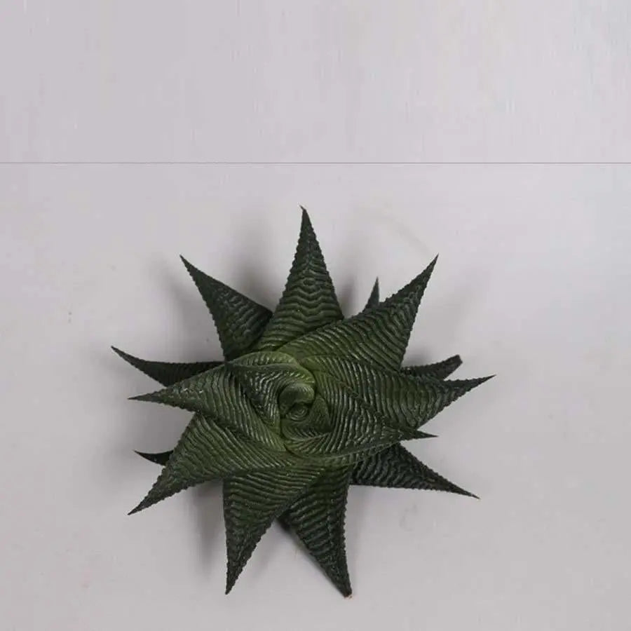 Haworthia Limifolia Twist - 16 Plants