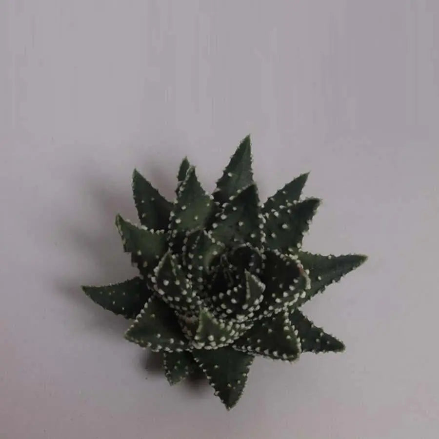 Haworthia Margaritifera