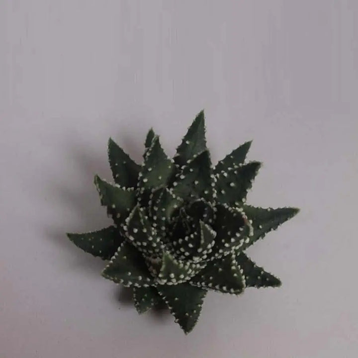 Haworthia Margaritifera
