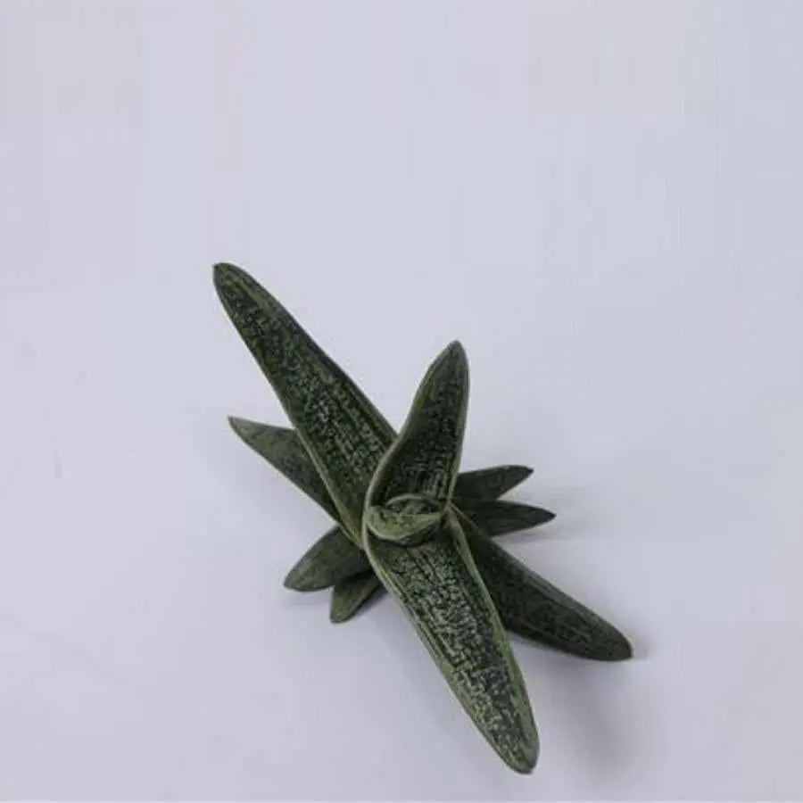 Haworthia Little Warthi - 20 Plants