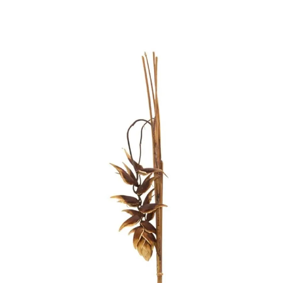 Dried Heliconia Carioca Hanging - 10 Stems