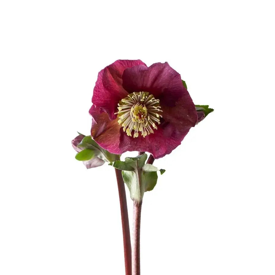 Helleborus Aarendelle Mara Red - 20 Stem Bunch