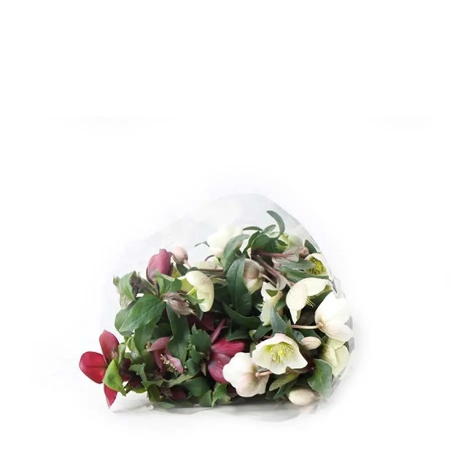 Helleborus Assorted - 120 Stems Holex Dutch