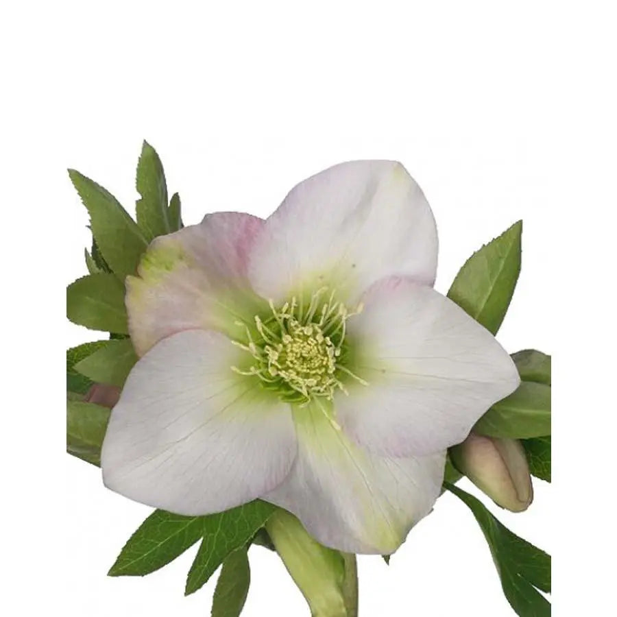 Helleborus Queens Light Pink - 40 Stem Bunch Holex Dutch