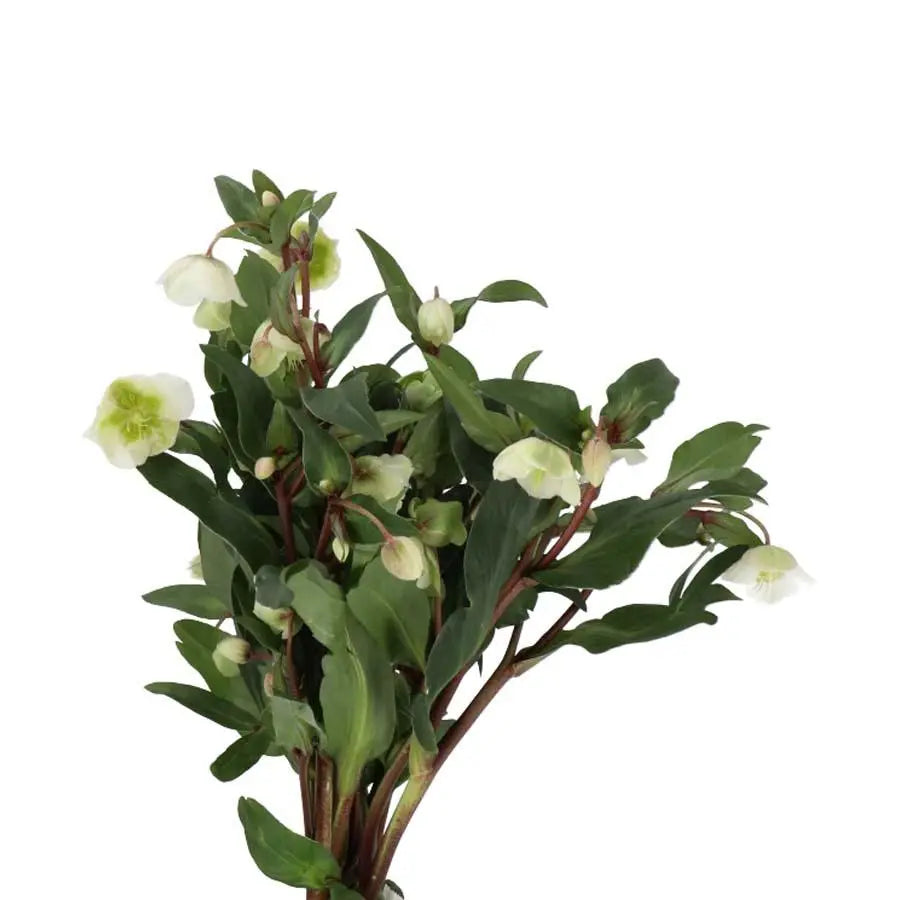 Helleborus Winter Bells - 40 Stem Bunch
