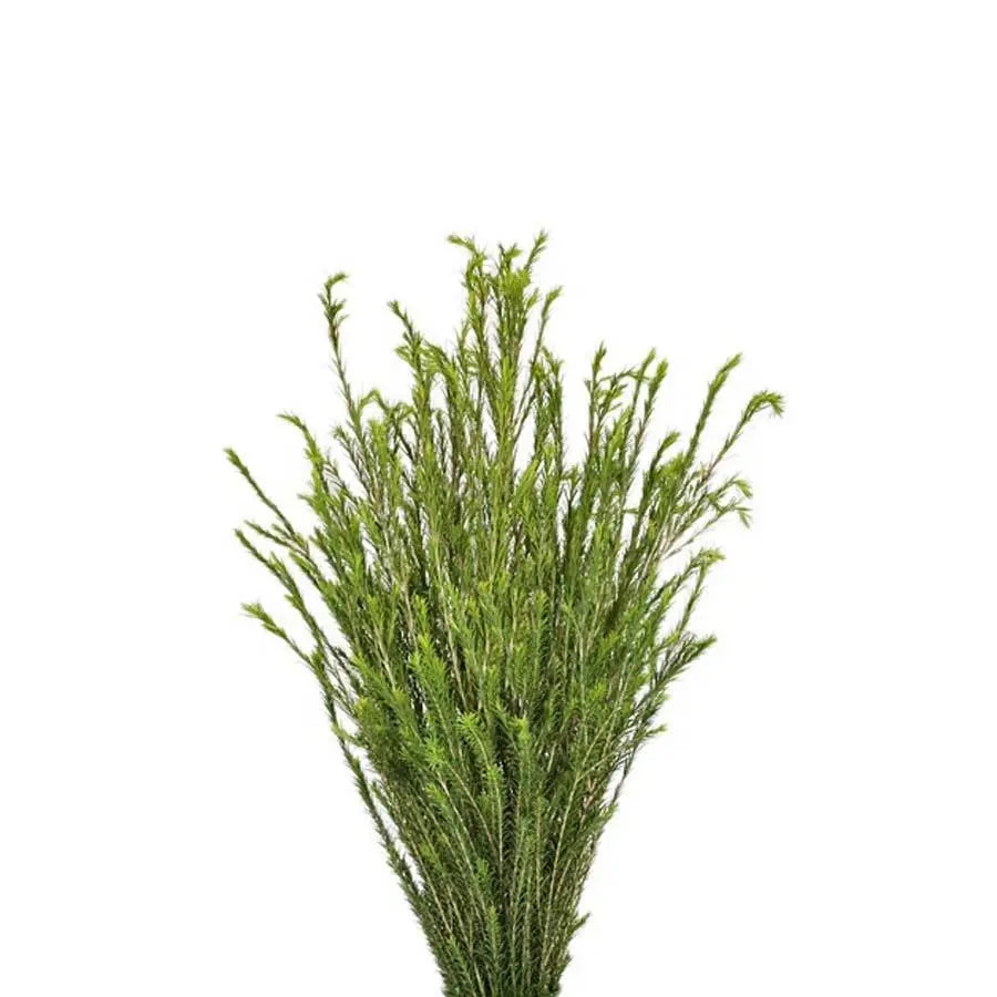 Honey Bracelet - 6 Bunches