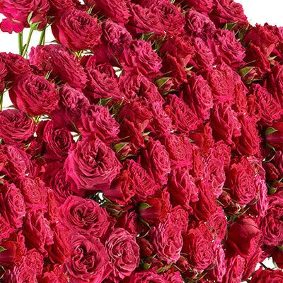 Hot Pink, Blush, & Yellow PetalKit PetalDrivenCom
