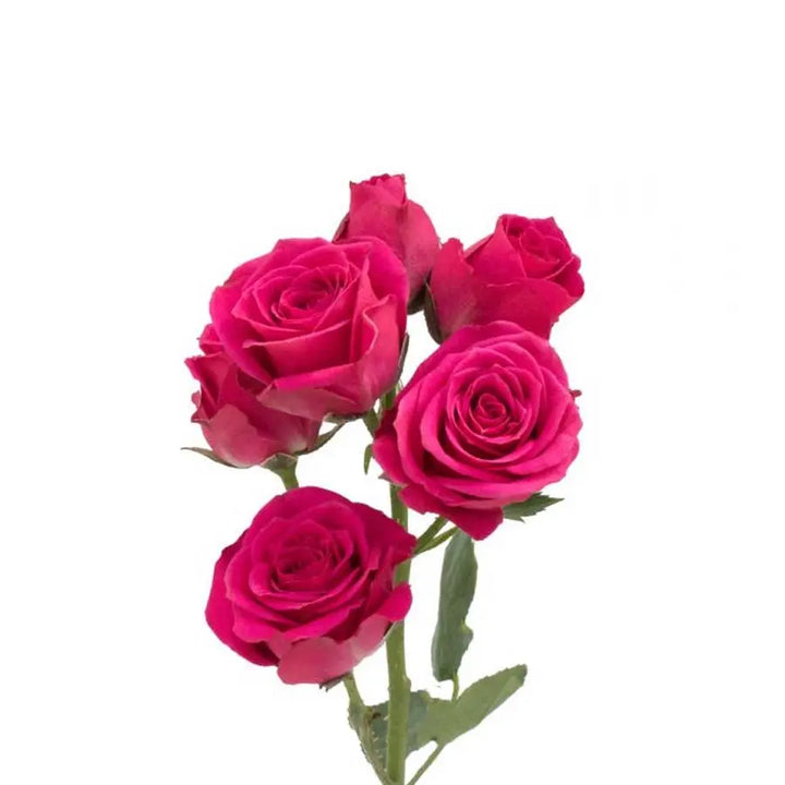 Yellow, Pink, & White PetalKit PetalDrivenCom
