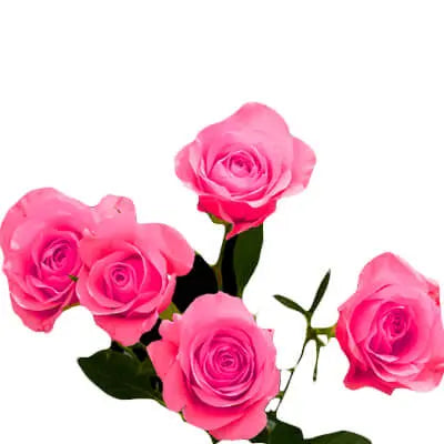 Peach & Pink PetalKit - PetalDriven Peach & Pink PetalKit - PetalDriven