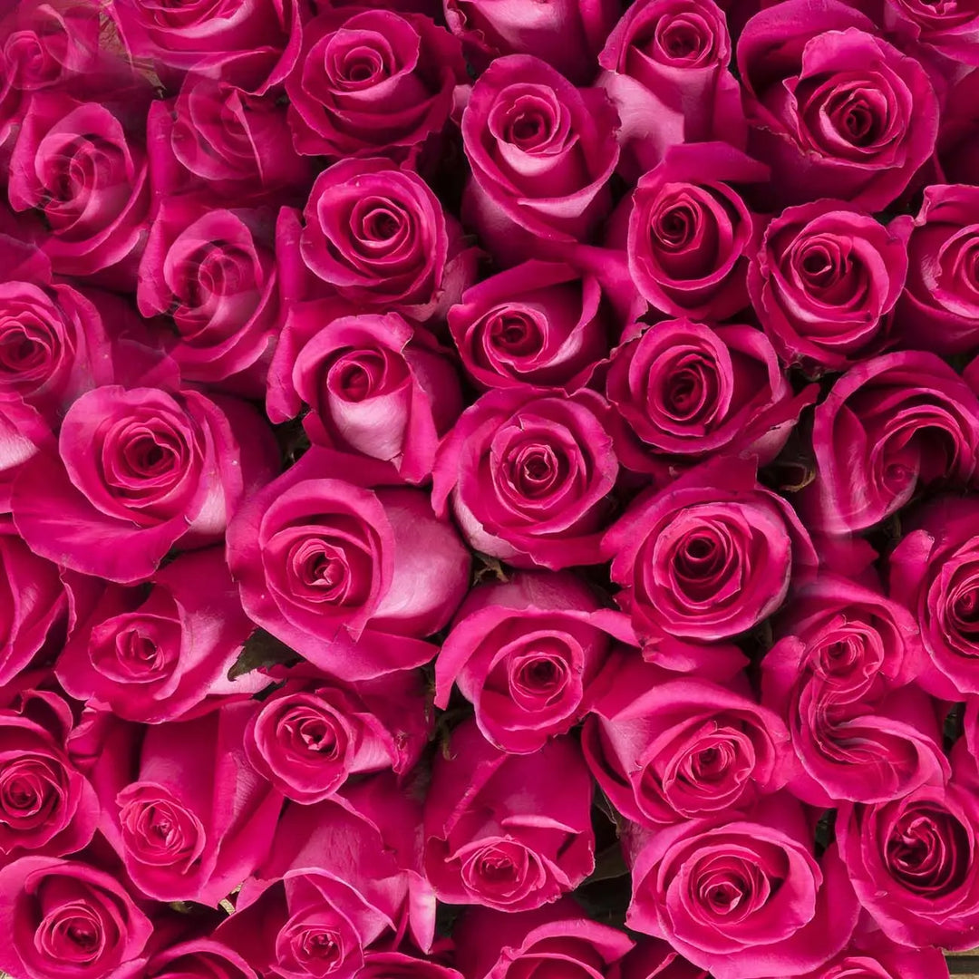 Hot Pink Roses
