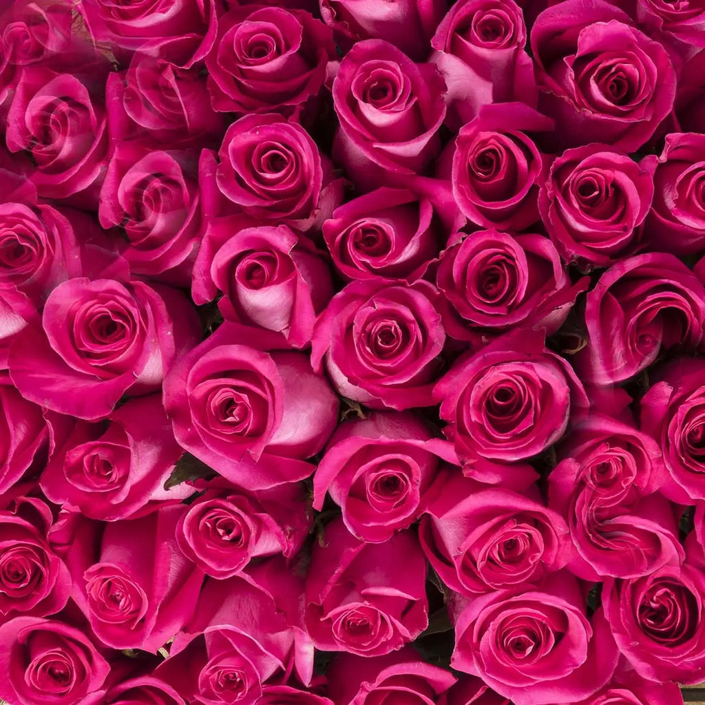 Close up beautiful bunch of hot pink roses. Beautiful natural background of pink  roses. Bright fresh flowers. Rosa chinensis Jacq 14789761 Stock Photo at  Vecteezy