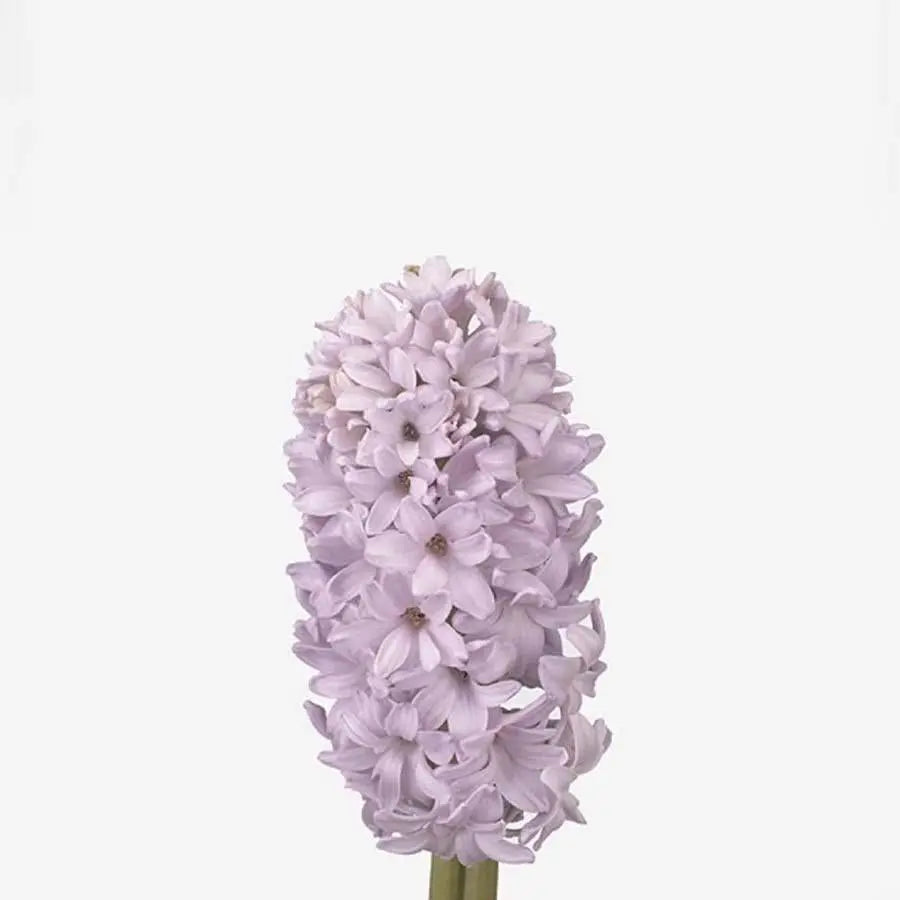 Hyacinth City Of Bradford - 25 Stem Bunch Holex Dutch