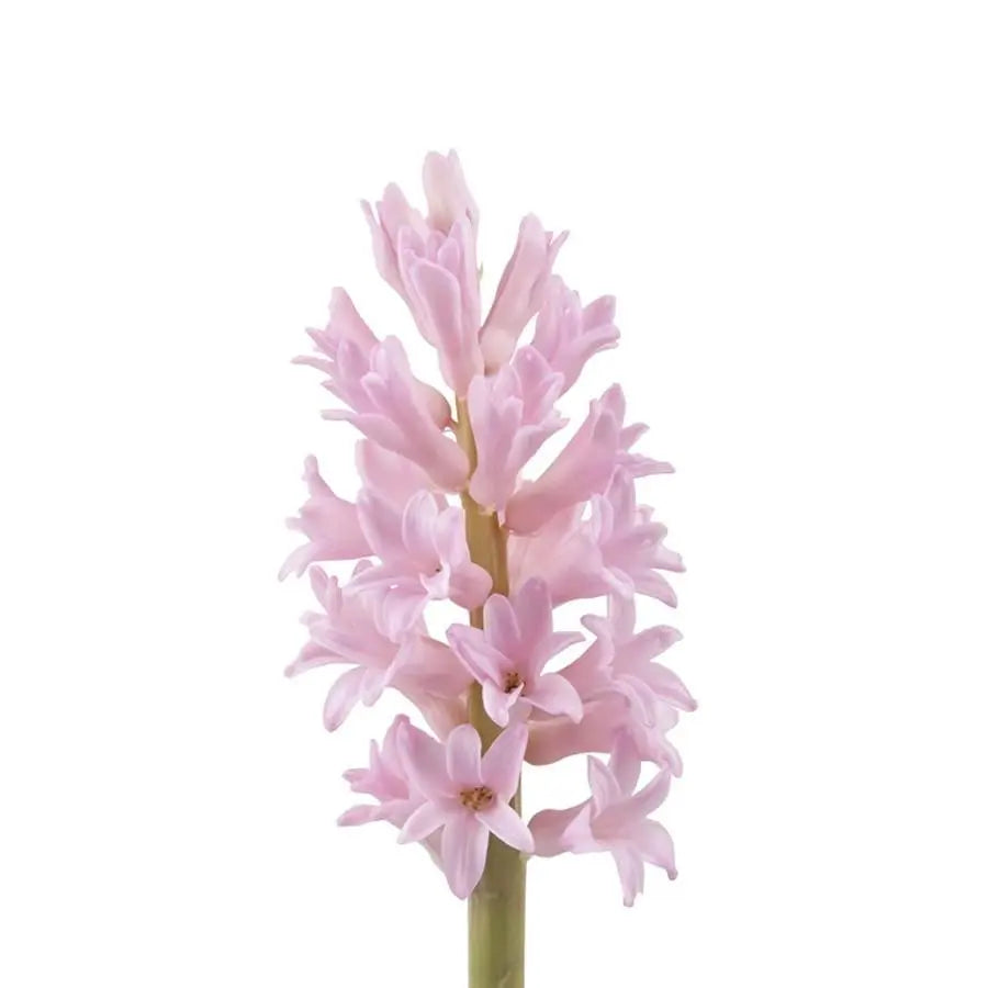 Hyacinth Anna Marie - 25 Stem Bunch